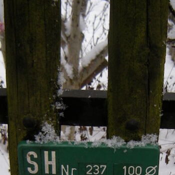 2008, Grün finden im Winter